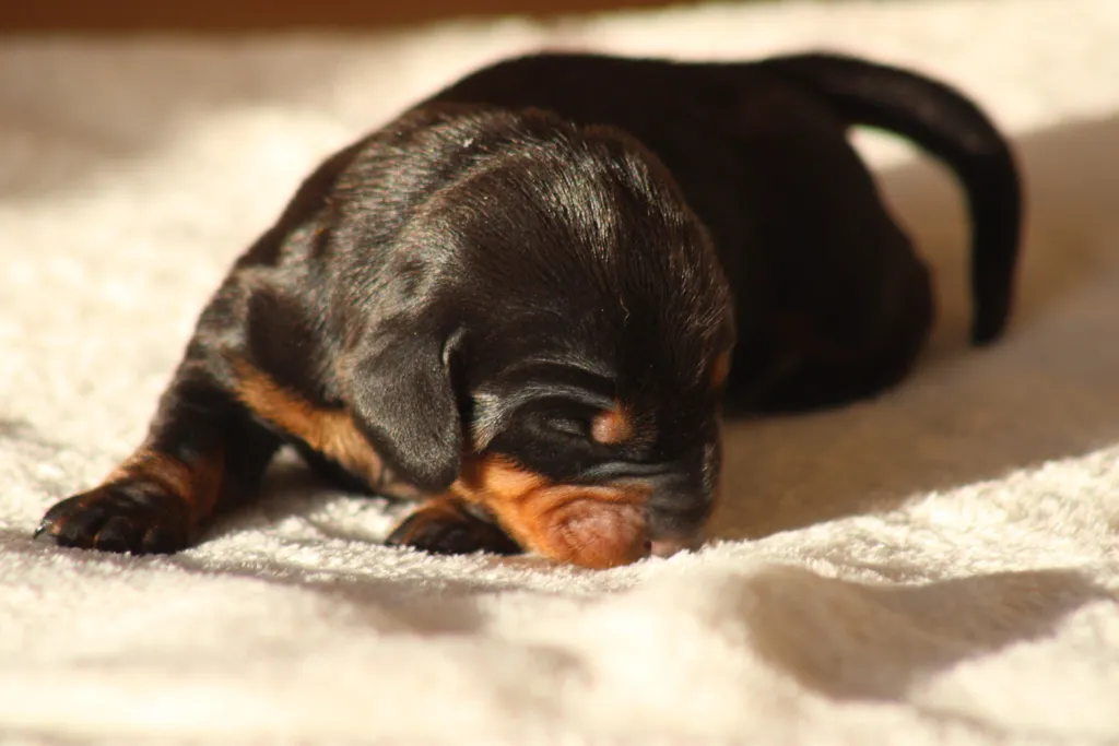 chiot femelle teckel couleur arlequin noir et feu fille champion