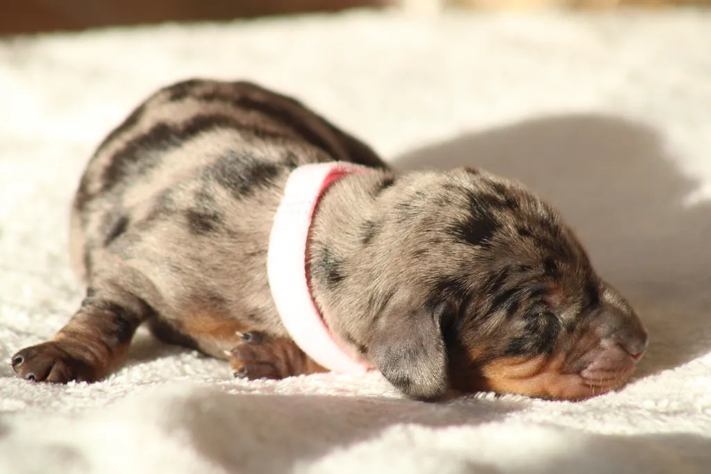 chiot femelle teckel couleur arlequin noir et feu fille champion