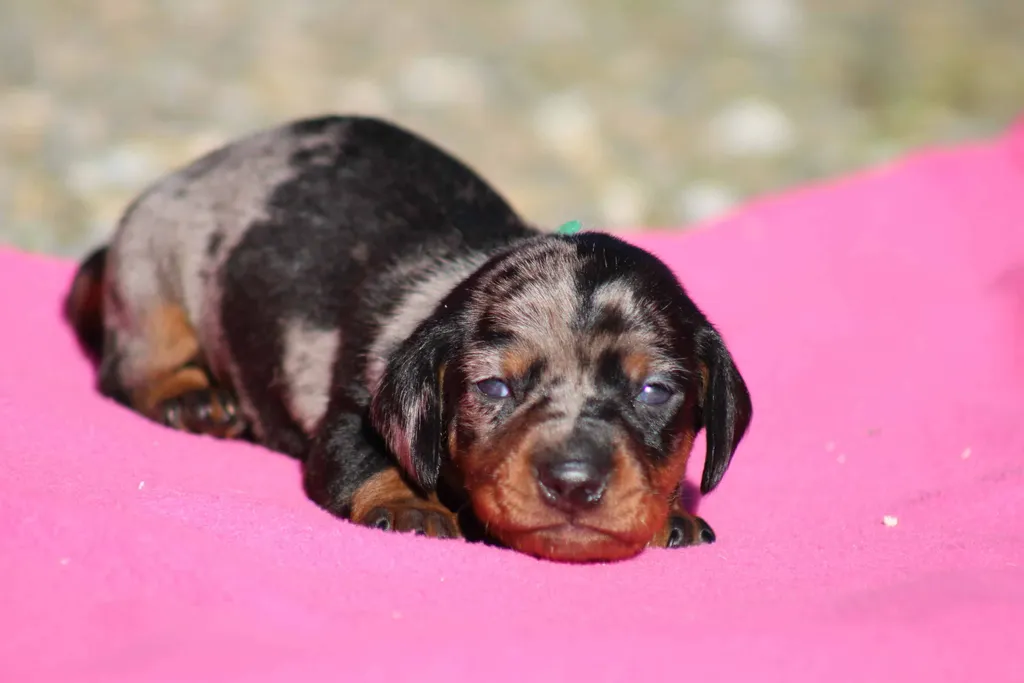 chiot male teckel couleur merle noir tricolore et feu fils champion