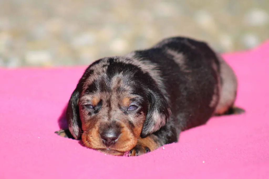 chiot male teckel couleur merle noir tricolore