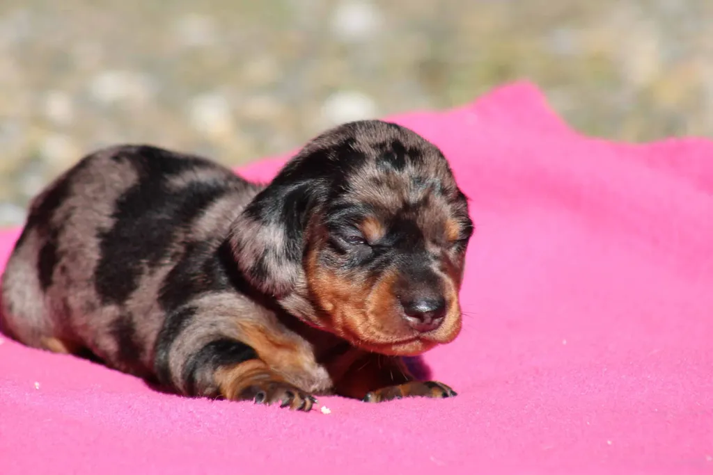chiot femelle teckel couleur merle tricolore noir et feu sur une plaid  rose