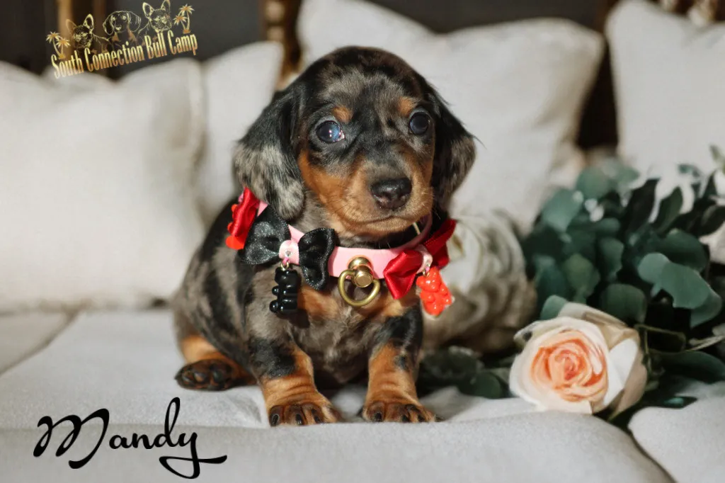 chiot femelle teckel couleur merle tricolore noir et feu sur une plaid  rose