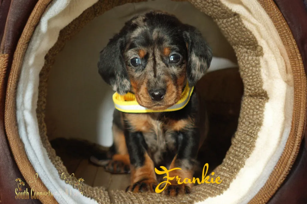 chiot male teckel couleur merle noir tricolore avec un regard mignon