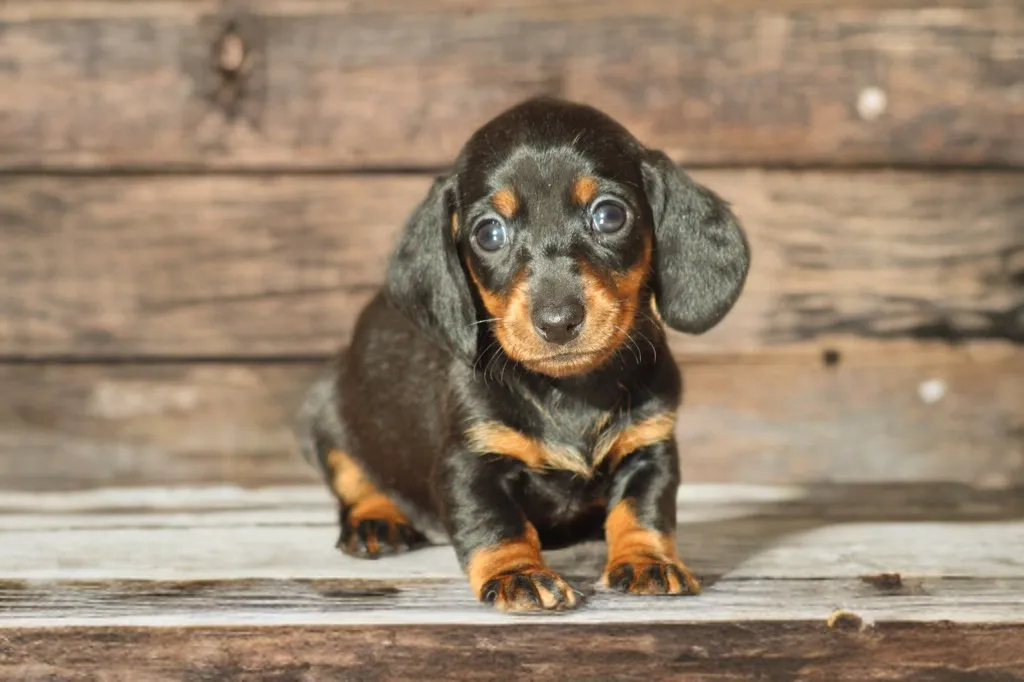chiot femelle teckel couleur arlequin noir et feu fille champion