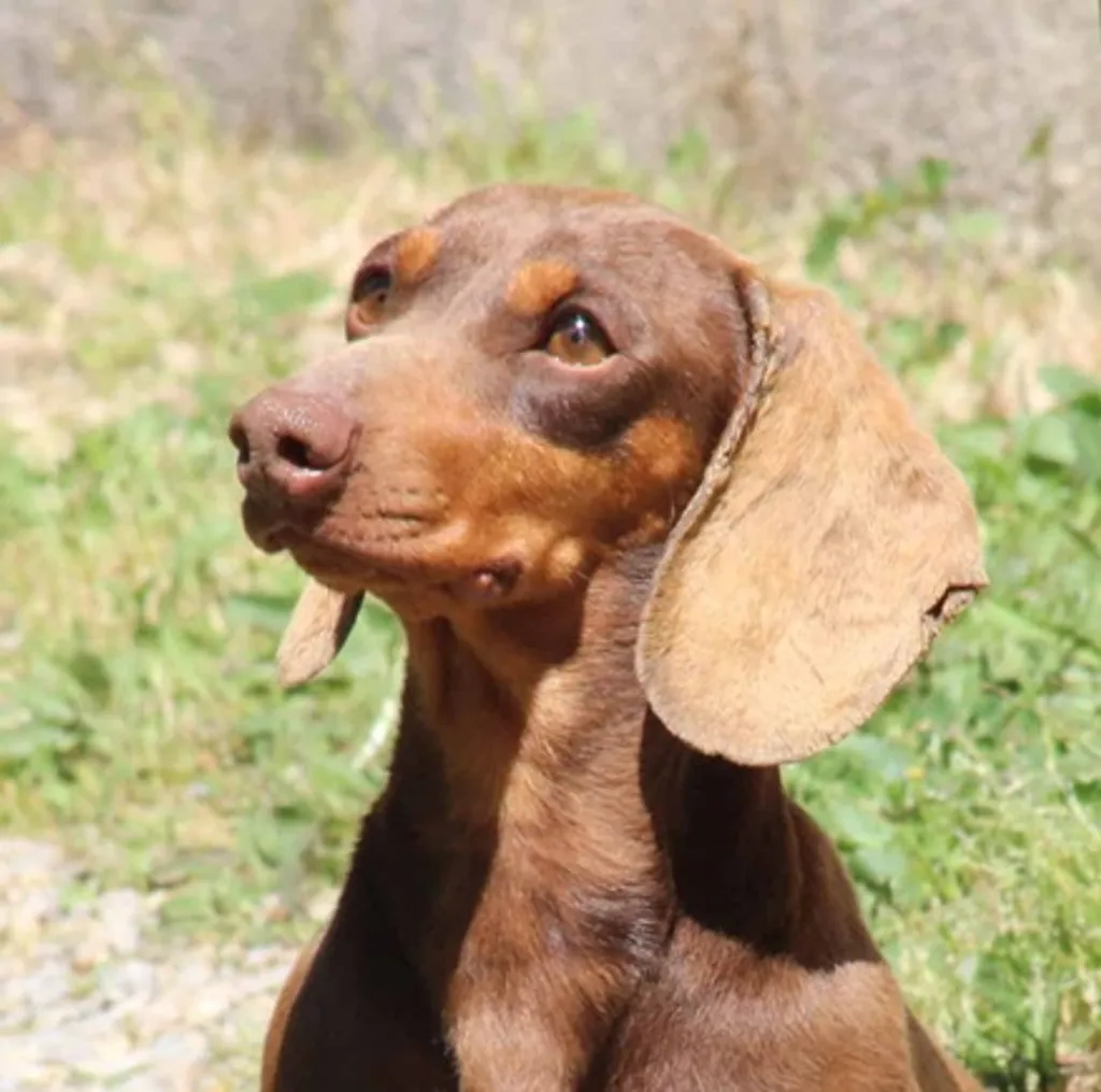 Photo de profil de Monnet Teckel