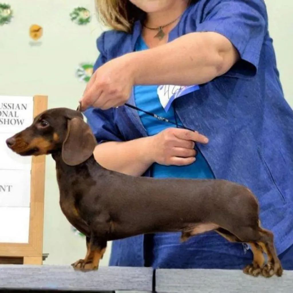 Male Teckel chocolat et feu