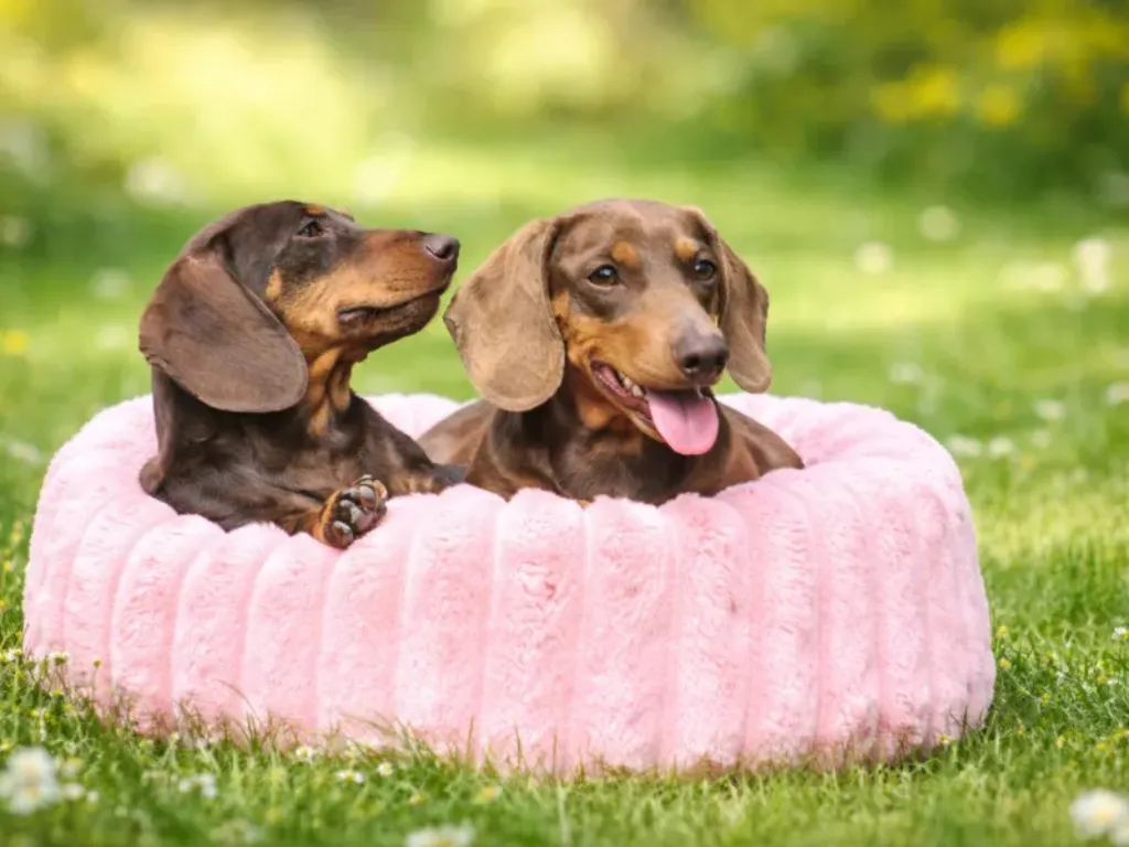 deux teckels nain adultes de couleur chocolat et feu dans un panier rose