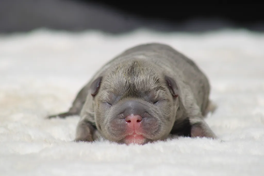 chiot male bouledogue français bleu cherry tan disponible à la réservation