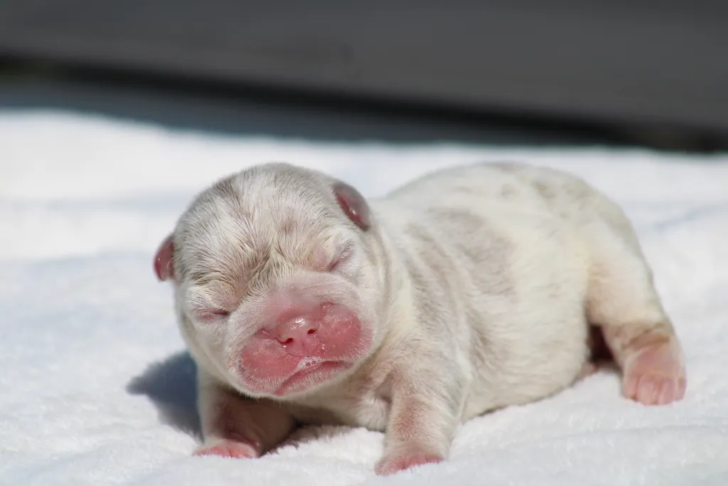 chiot male bouledogue français isabella tan merle disponible à la réservation