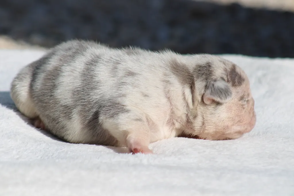 chiot male bouledogue francais exotique lilas merle tan