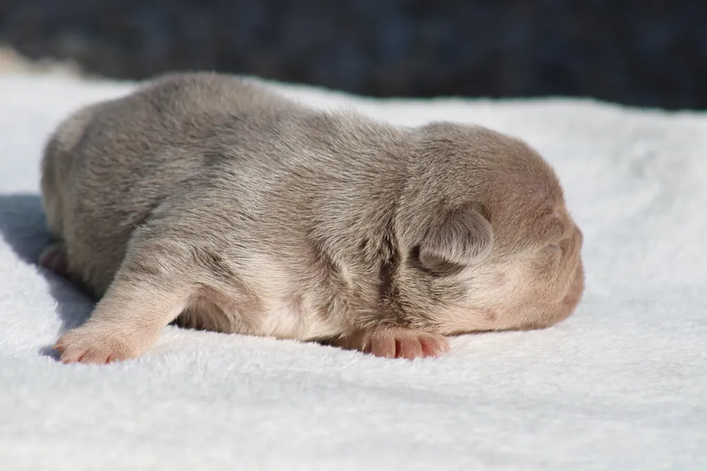 Chiots femelle bouledogue français exotique couleur isabella