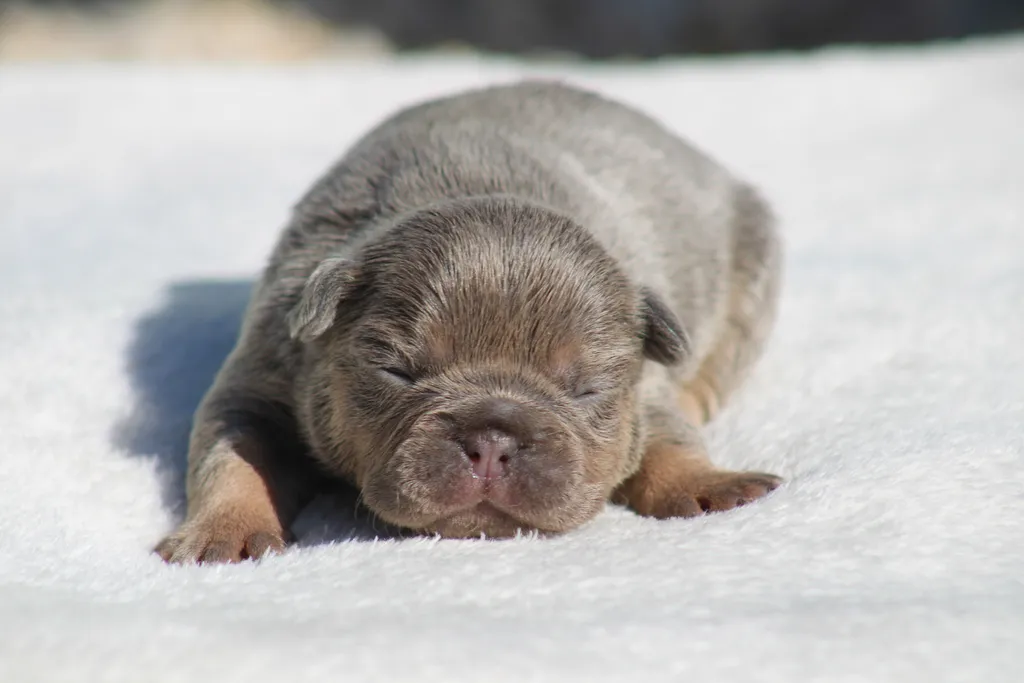 chiot femelle bouledogue français exotique bleu cherry tan