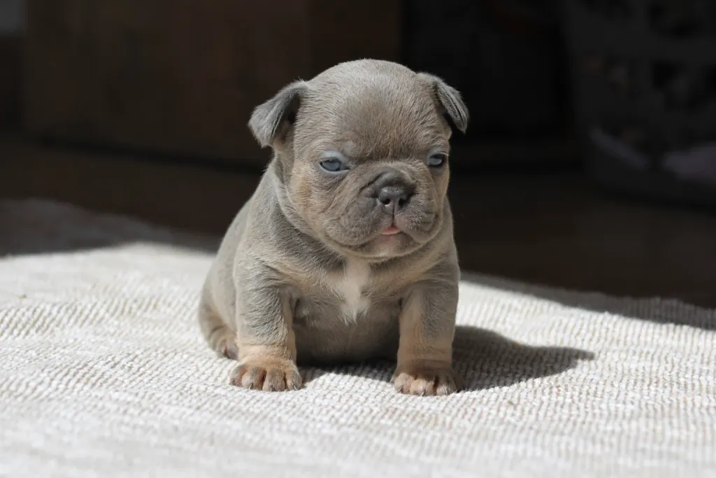 chiot male bouledogue français exotique bleu tan