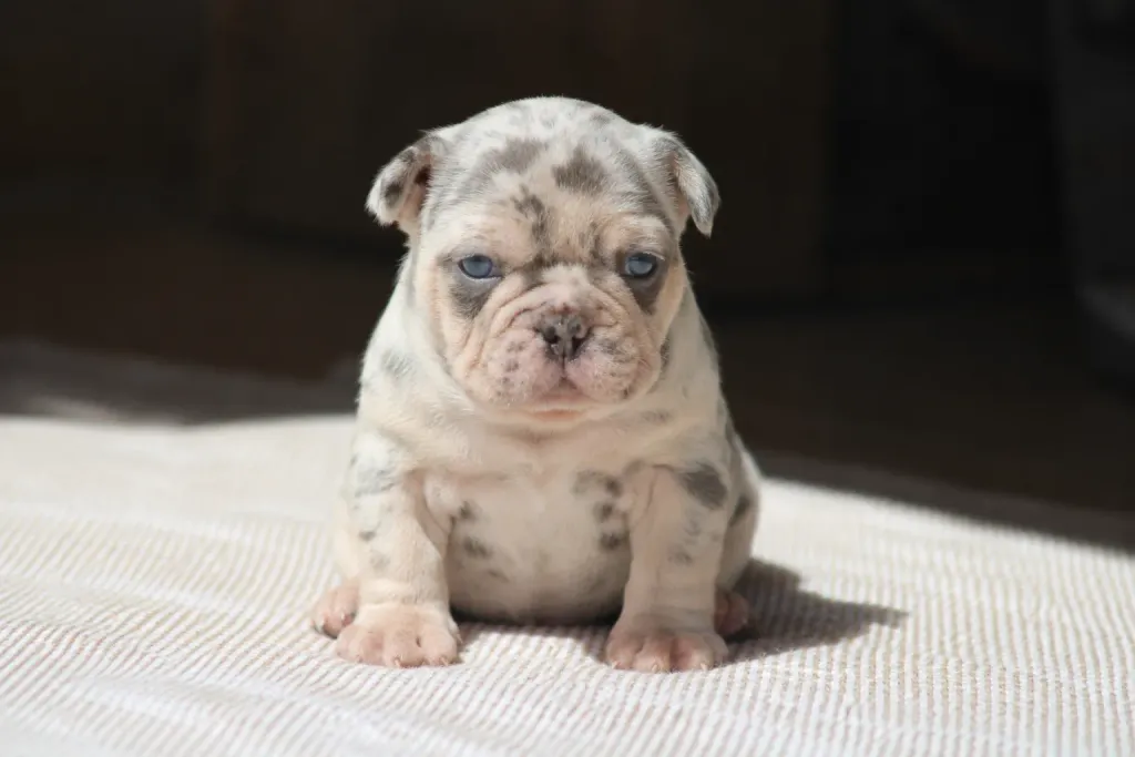 Chiots femelle bouledogue français exotique couleur silver merle tan