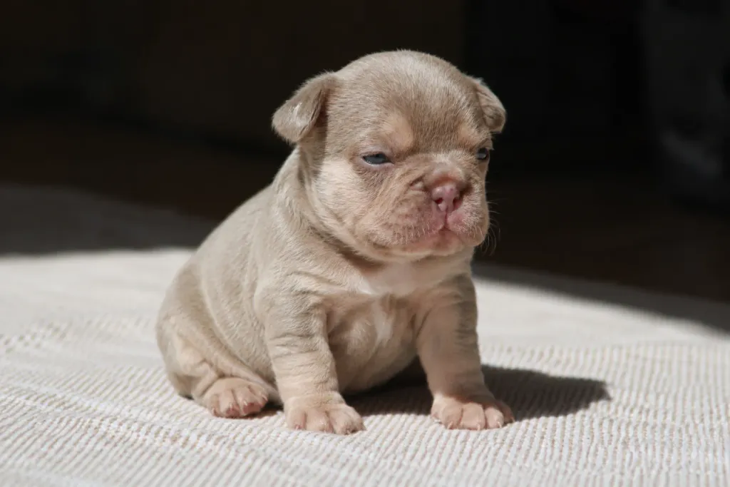 Chiots femelle bouledogue français exotique couleur isabella