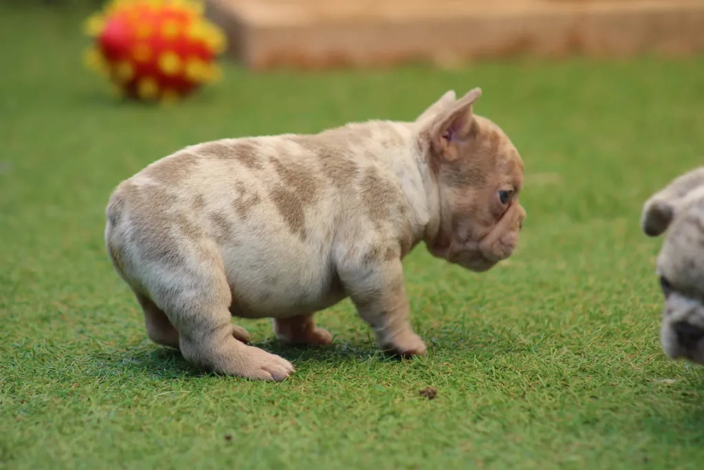chiot male bouledogue français isabella tan merle