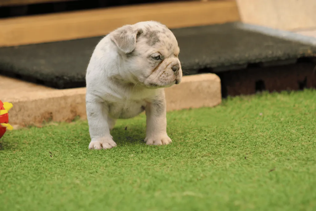 chiot male bouledogue francais exotique lilas merle tan