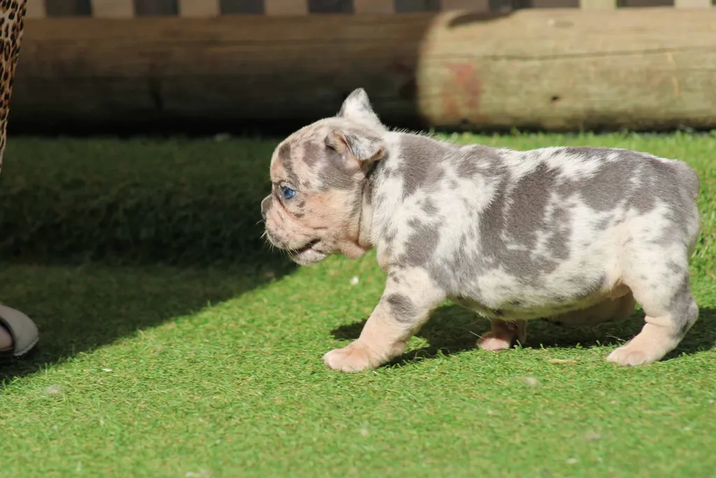 Chiots femelle bouledogue français exotique couleur silver merle tan