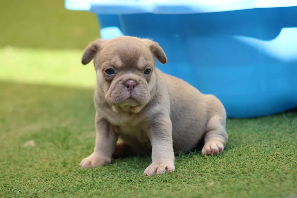 Chiots femelle bouledogue français exotique couleur isabella