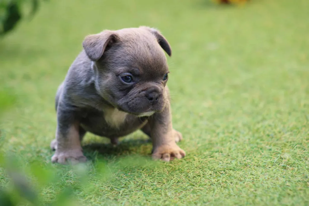 chiot male bouledogue français exotique bleu tan