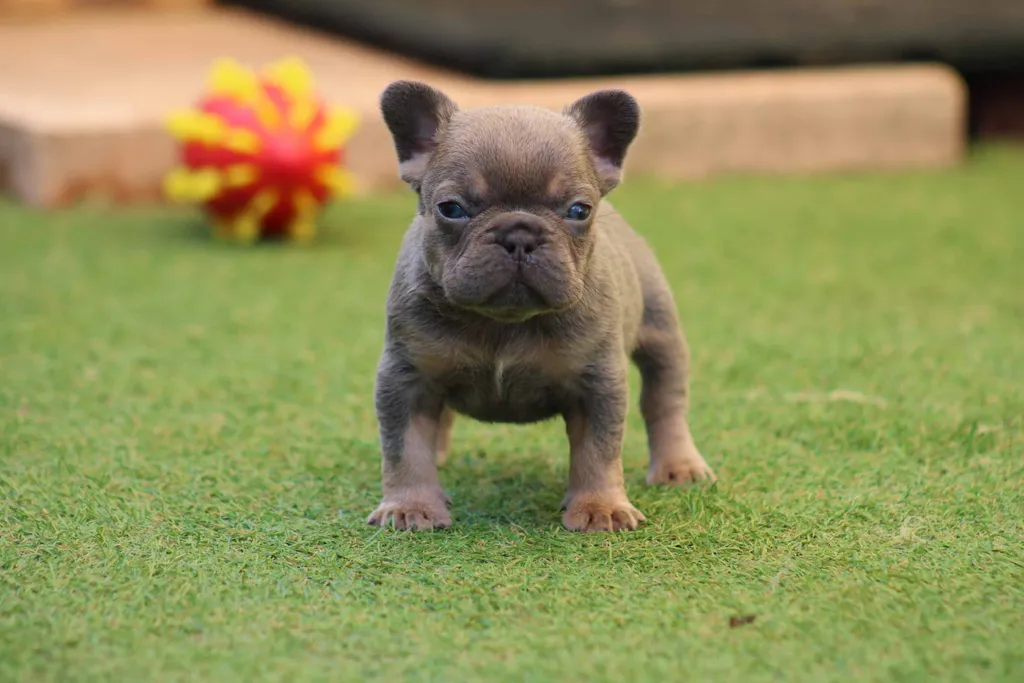 chiot femelle bouledogue français exotique bleu cherry tan