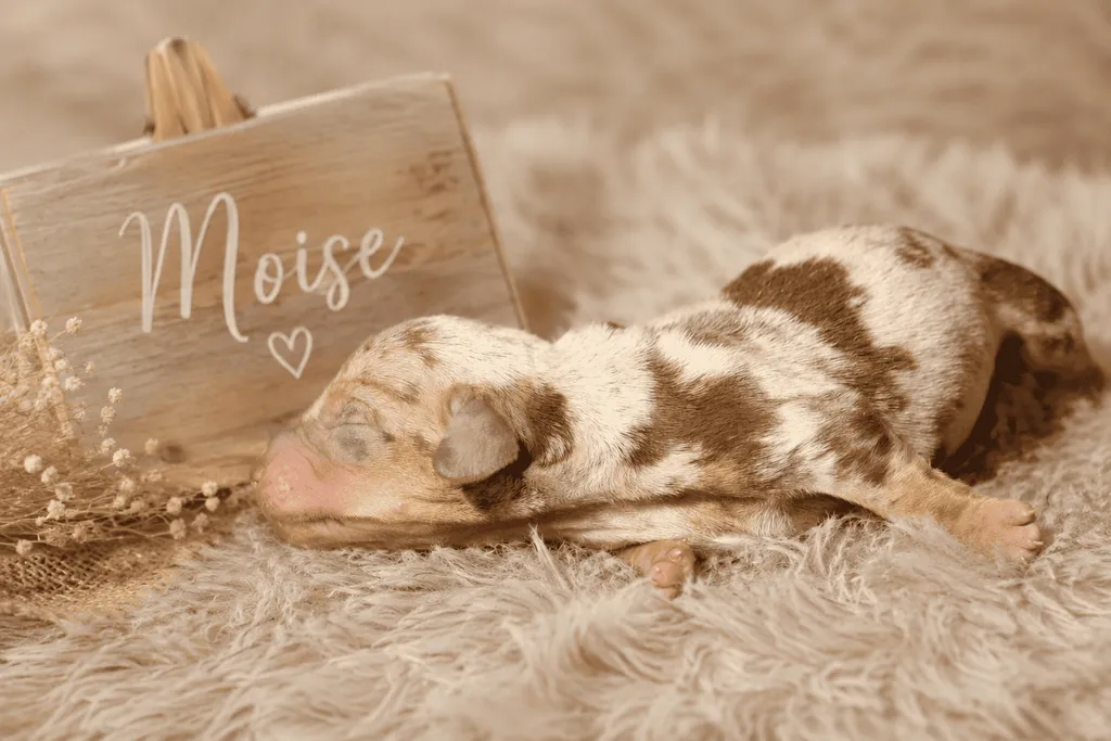 chiot teckel nain male couleur chocolat tan arlequin