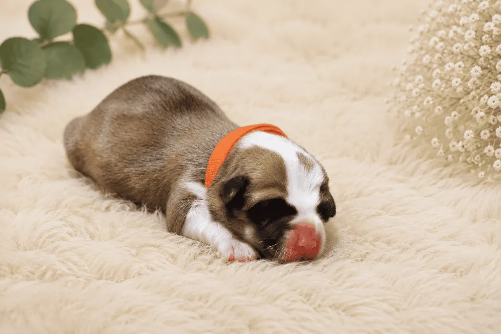 femelle welsh corgi pembroke couleur sable et blanc