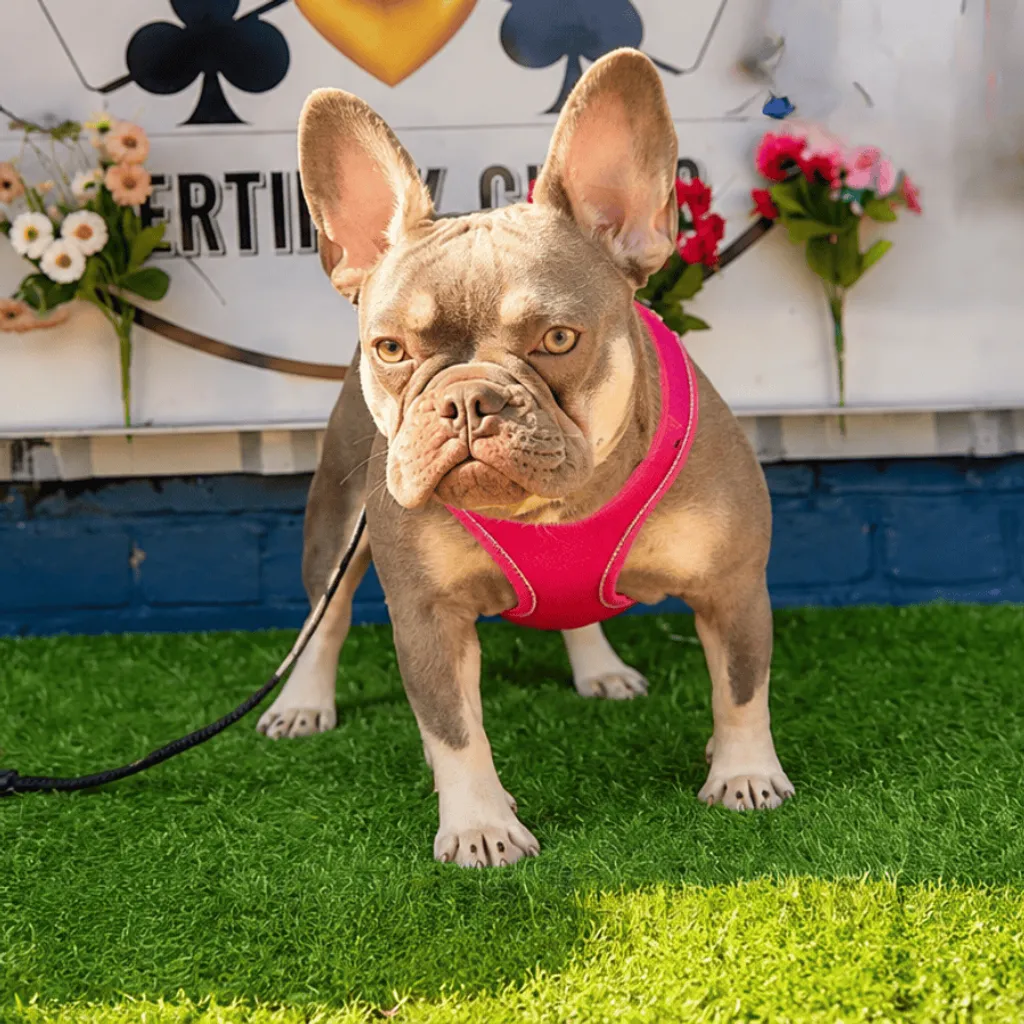 Femelle Bouledogue Français Isabella Tan