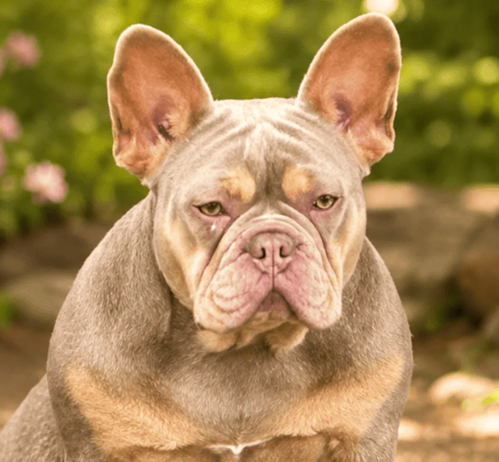 Photo de profil de Clarissa Bouledogue Français