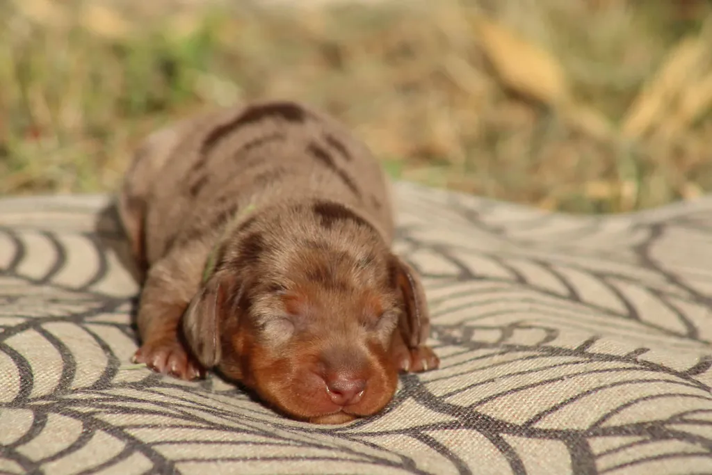 chiot teckel nain femelle couleur chocolat tan arlequin