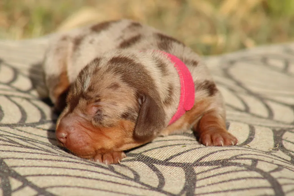chiot teckel nain femelle couleur chocolat tan arlequin