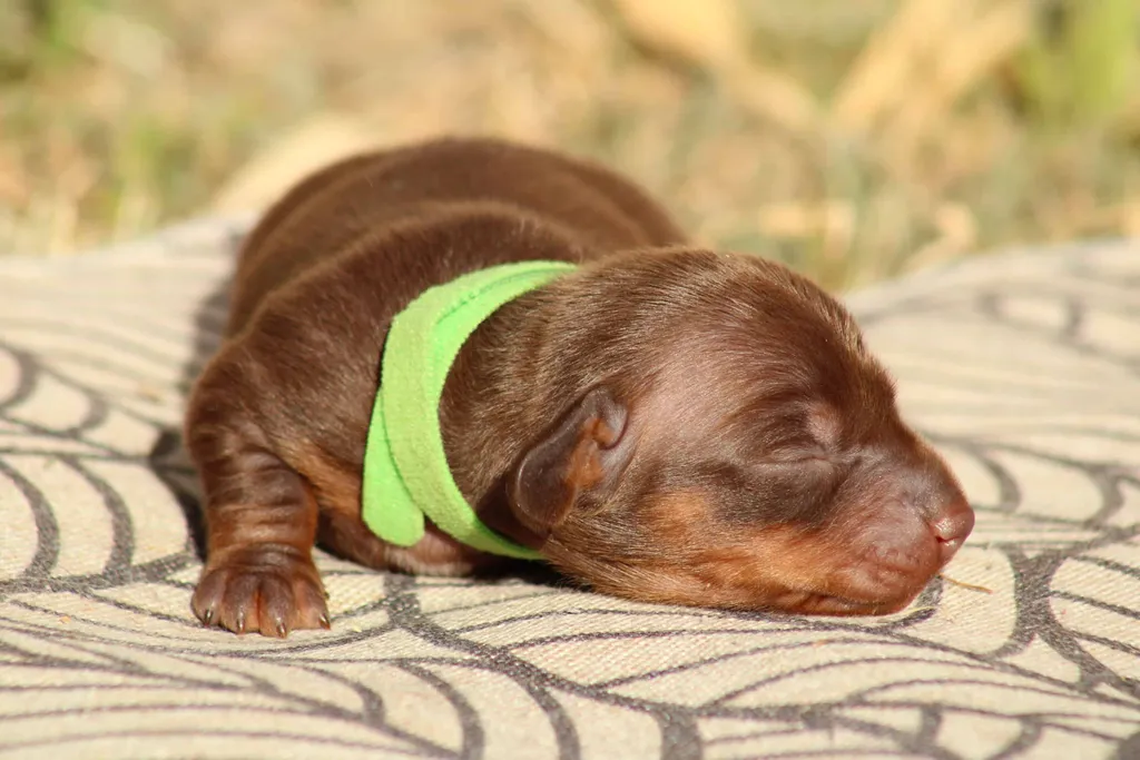 chiot teckel nain male couleur chocolat tan