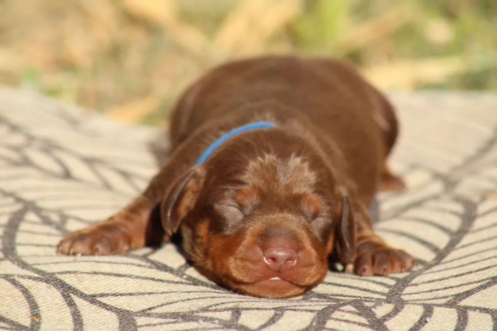 chiot teckel nain male couleur chocolat tan