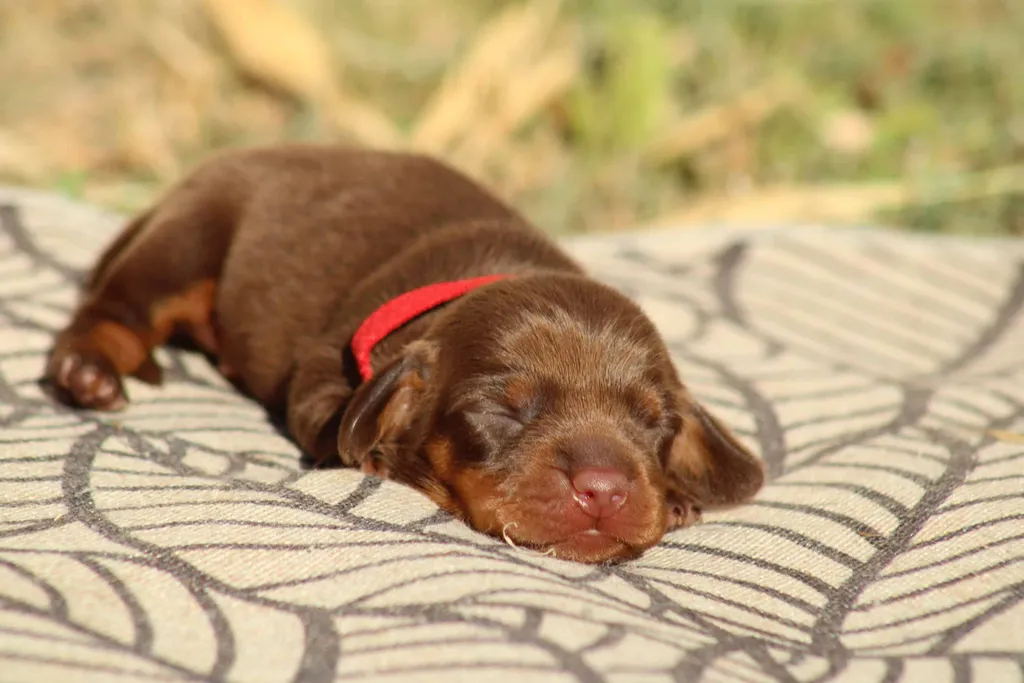 chiot teckel nain male couleur chocolat tan