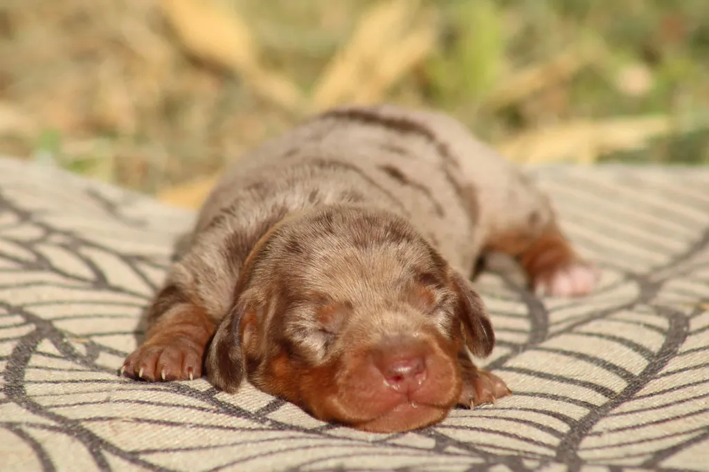 chiot teckel nain male couleur chocolat tan arlequin