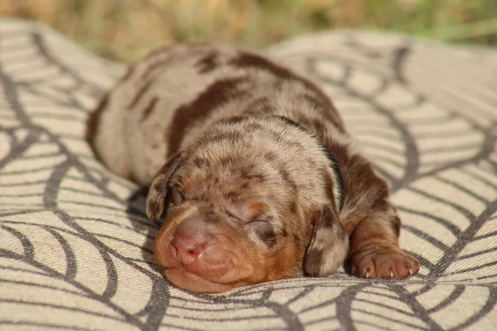chiot teckel nain male couleur chocolat tan arlequin