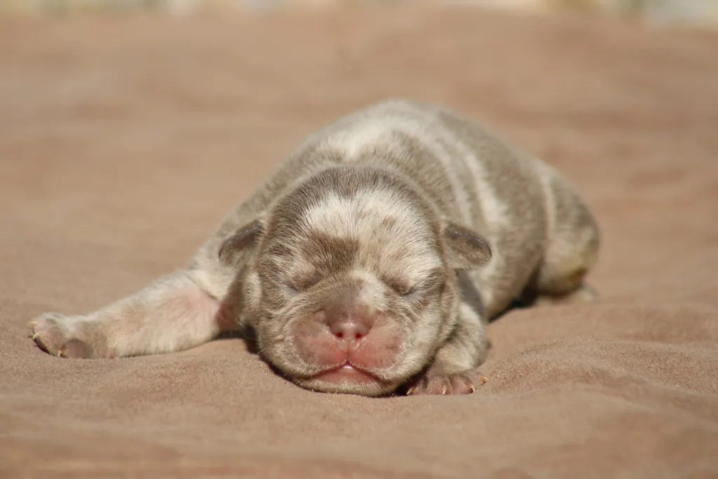 chiot male bouledogue francais exotique lilas merle tan