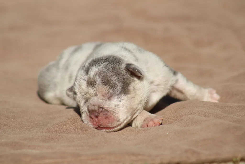 chiot male bouledogue francais exotique bleu merle tan