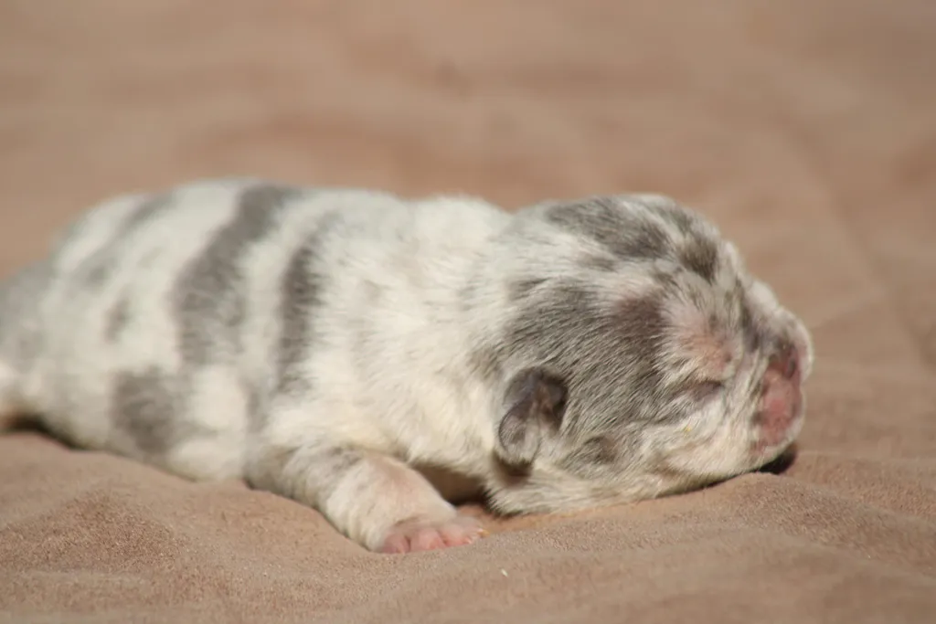 chiot male bouledogue francais exotique bleu merle tan