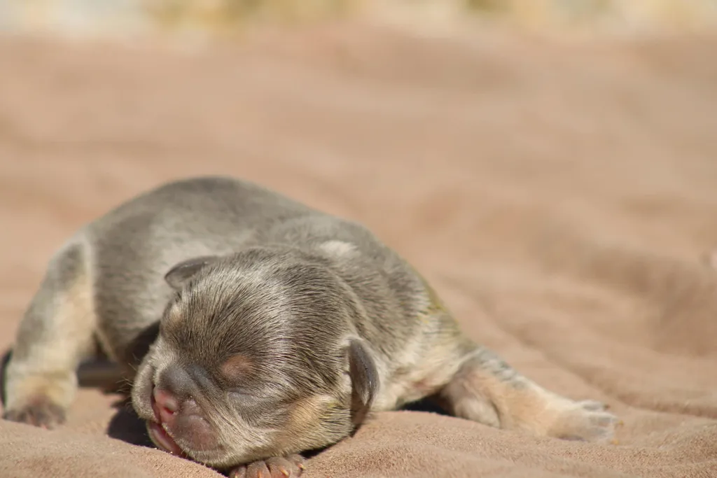 chiot male bouledogue francais exotique bleu tan