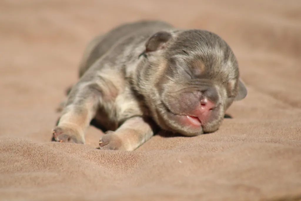 chiot male bouledogue francais exotique bleu tan