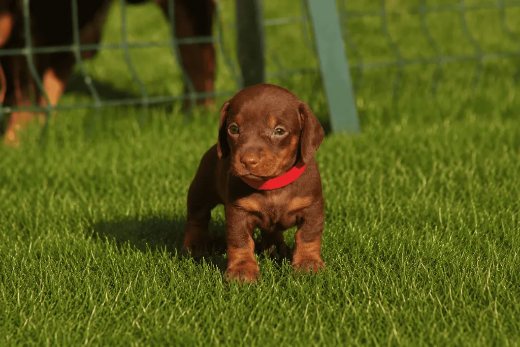 chiot teckel nain male couleur chocolat tan