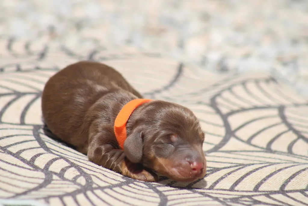 chiot teckel nain male couleur chocolat tan