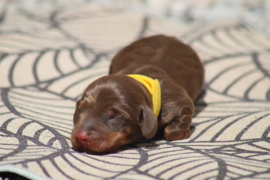 chiot teckel nain male couleur chocolat tan