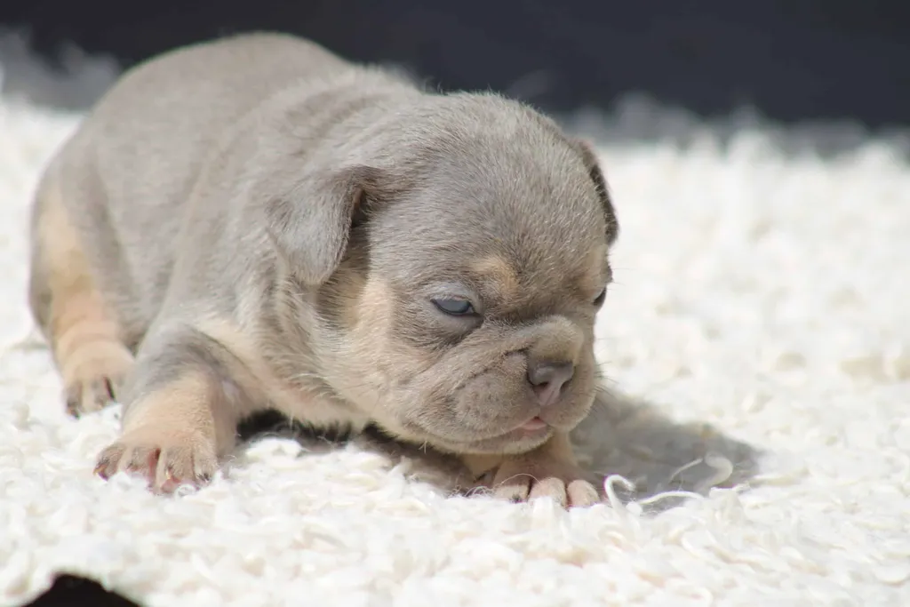 chiot male bouledogue francais exotique bleu tan