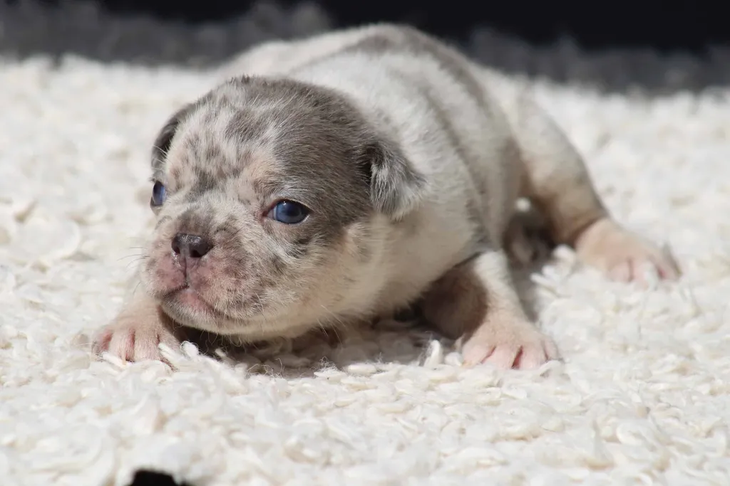 chiot male bouledogue francais exotique bleu merle tan