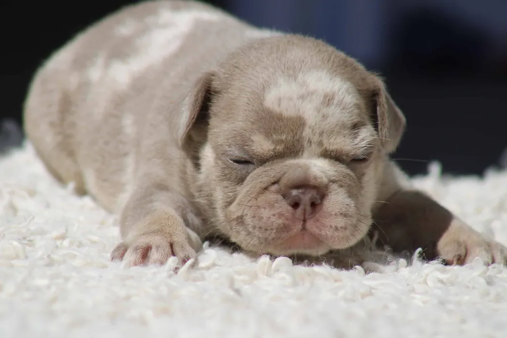 chiot male bouledogue francais exotique lilas merle tan