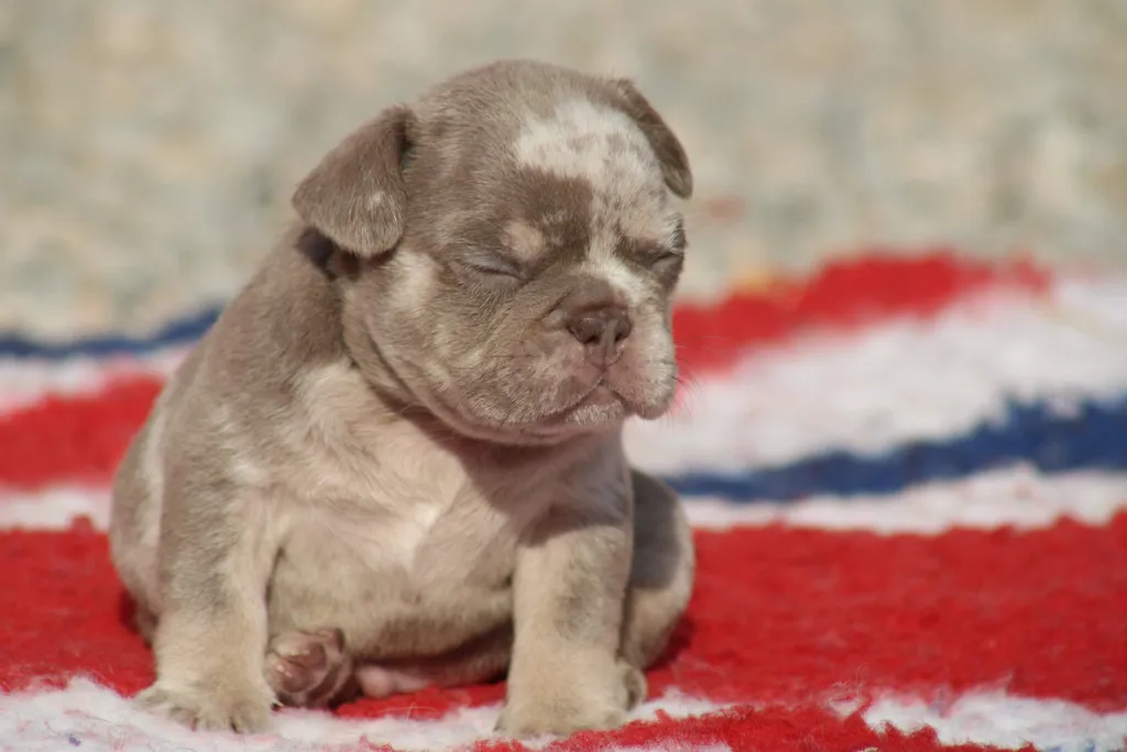 chiot male bouledogue francais exotique lilas merle tan