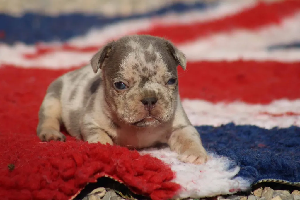 chiot male bouledogue francais exotique bleu merle tan