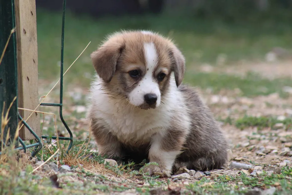 femelle welsh corgi pembroke couleur sable et blanc